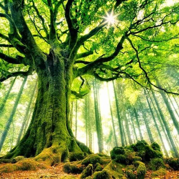 Audio Recording: Connecting with Naturebeings (26 Jan 2021)