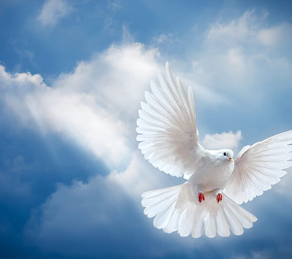FREE: Peace Meditation & Channeling with our Star Family (1 Nov 2023)