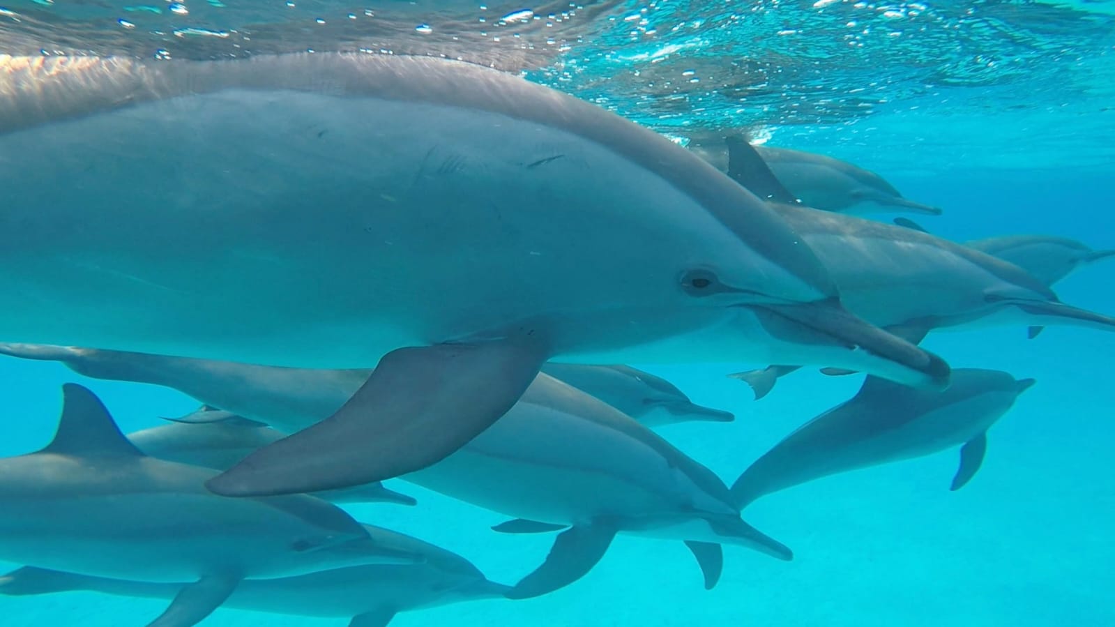 DOLFIJNENREIS - Sataya Reef - Egypte | 26 Sep - 3 Oct 2026
