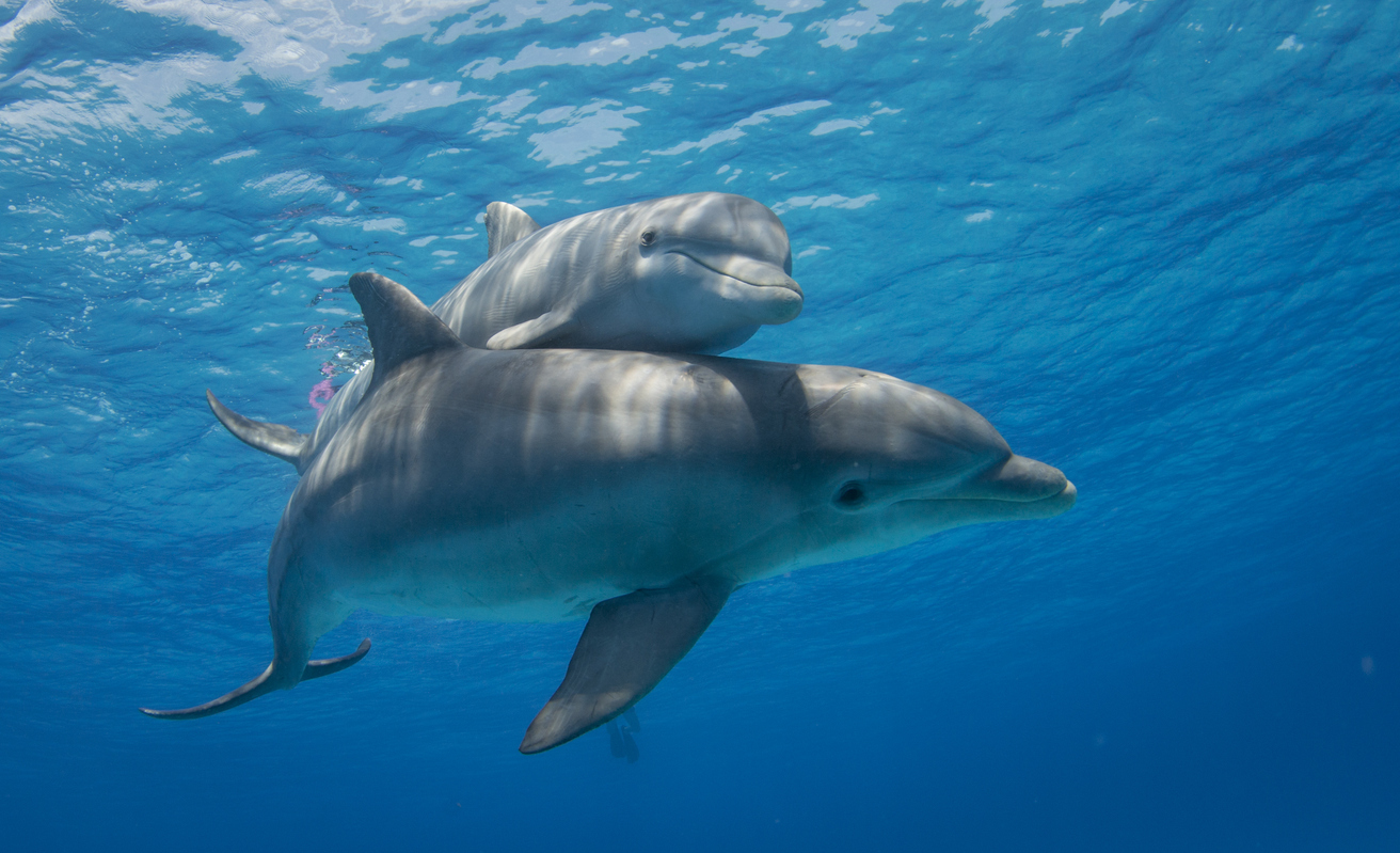 DOLFIJNENREIS - Sataya Reef - Egypte | 26 Sep - 3 Oct 2026