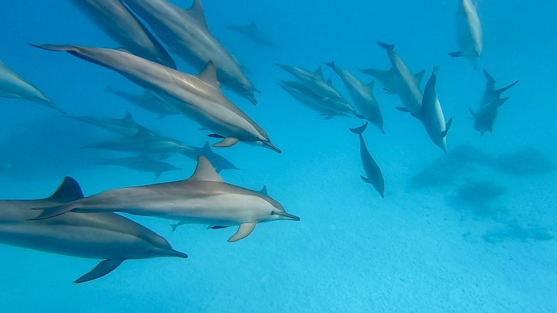 DOLFIJNENREIS - Sataya Reef - Egypte | 26 Sep - 3 Oct 2026