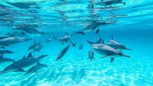DOLFIJNENREIS - Sataya Reef - Egypte | 26 Sep - 3 Oct 2026