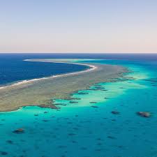 DOLFIJNENREIS - Sataya Reef - Egypte | 26 Sep - 3 Oct 2026